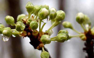 Gemmothérapie, l’art de guérir avec les bourgeons