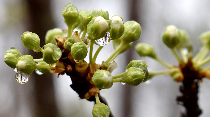 Gemmothérapie, l’art de guérir avec les bourgeons