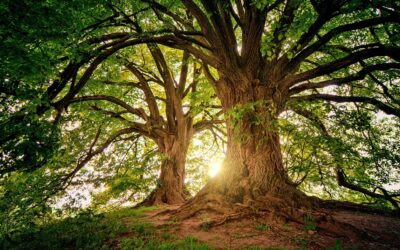 Les secrets des arbres guérisseurs
