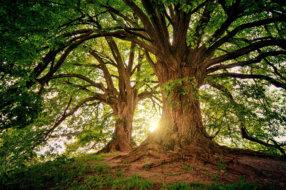 Les secrets des arbres guérisseurs